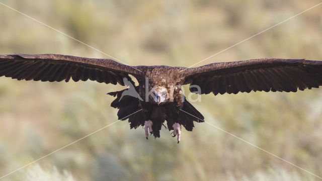 Cinereous Vulture