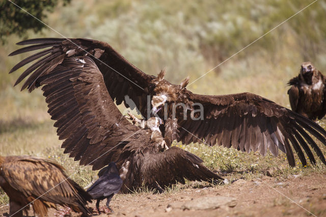 Cinereous Vulture