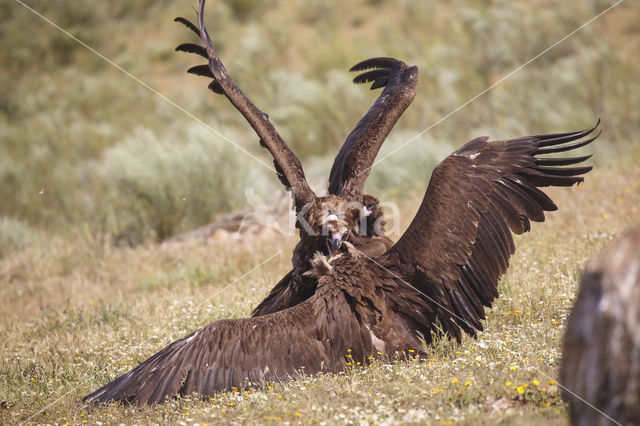 Monniksgier (Aegypius monachus)