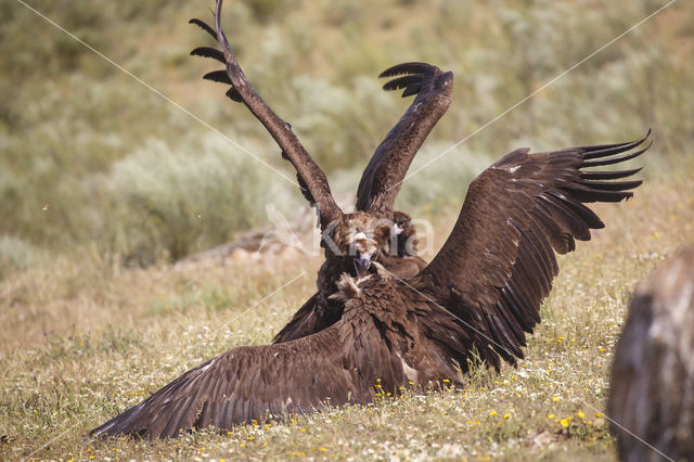 Cinereous Vulture