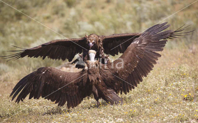 Cinereous Vulture