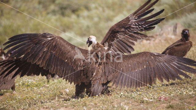 Monniksgier (Aegypius monachus)