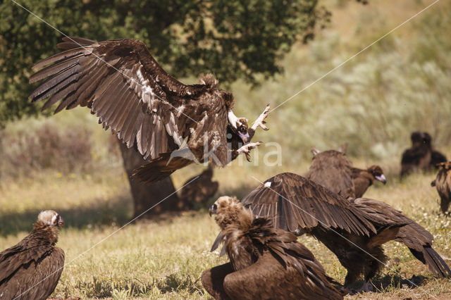 Monniksgier (Aegypius monachus)