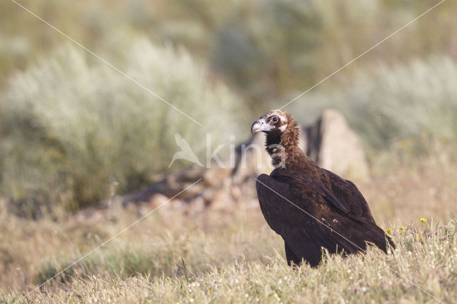 Cinereous Vulture