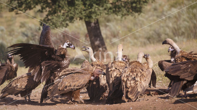 Monniksgier (Aegypius monachus)
