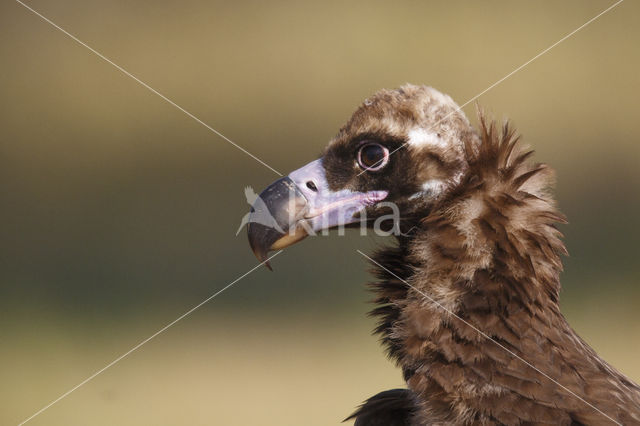 Cinereous Vulture