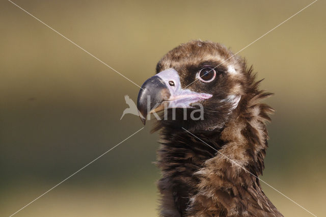 Cinereous Vulture