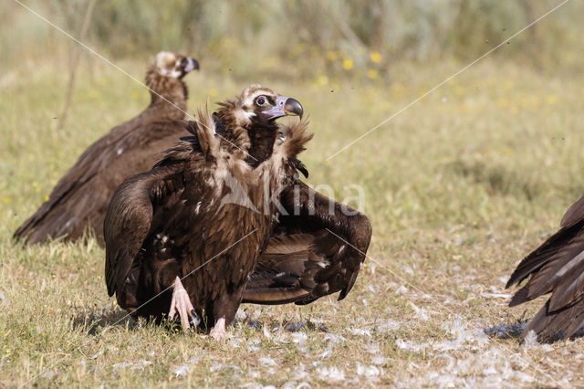 Cinereous Vulture