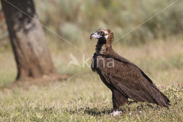 Cinereous Vulture