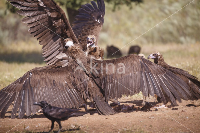 Cinereous Vulture