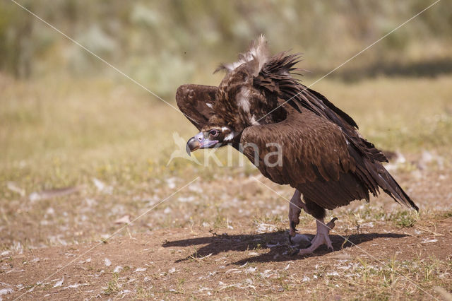 Cinereous Vulture