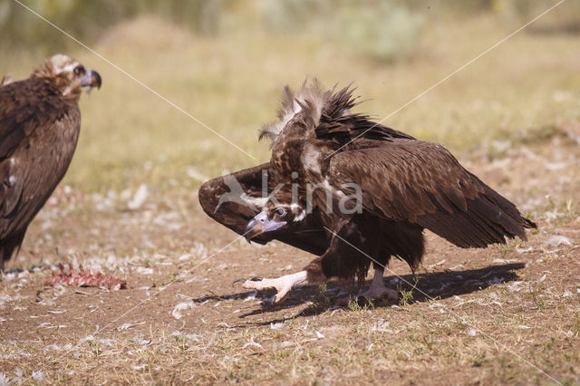 Cinereous Vulture