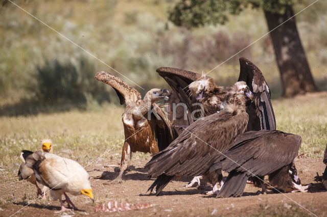 Cinereous Vulture