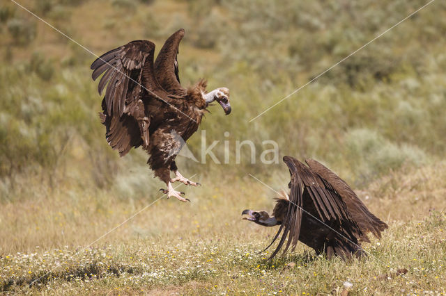 Monniksgier (Aegypius monachus)
