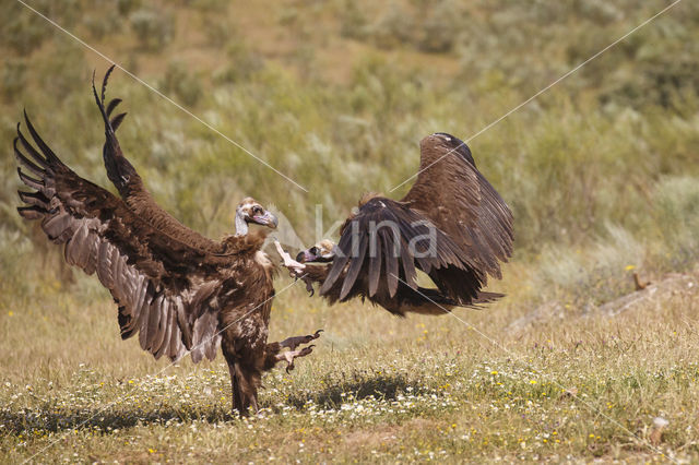 Cinereous Vulture