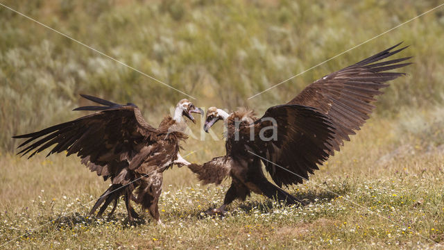 Monniksgier (Aegypius monachus)