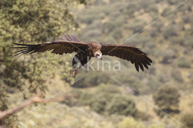 Cinereous Vulture