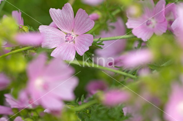 Muskuskaasjeskruid (Malva moschata)