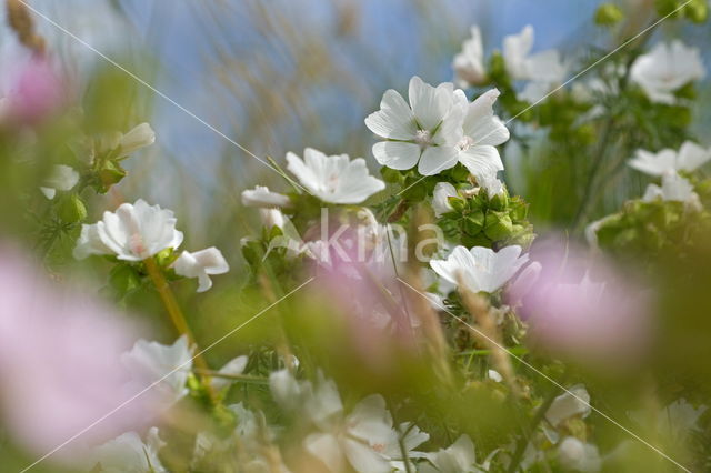 Musk Mallow (Malva moschata)