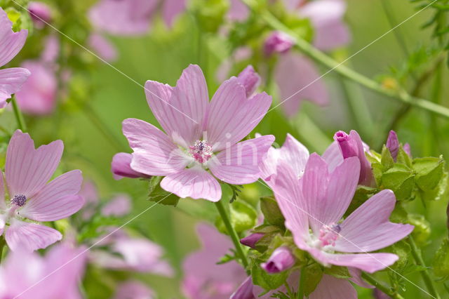 Muskuskaasjeskruid (Malva moschata)