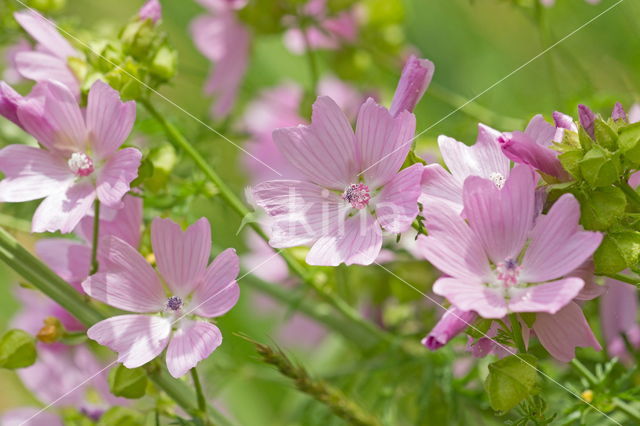 Musk Mallow (Malva moschata)