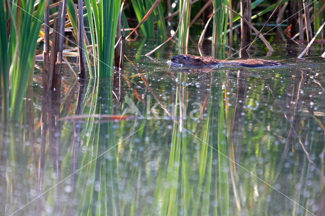 Muskrat (Ondatra zibethicus)