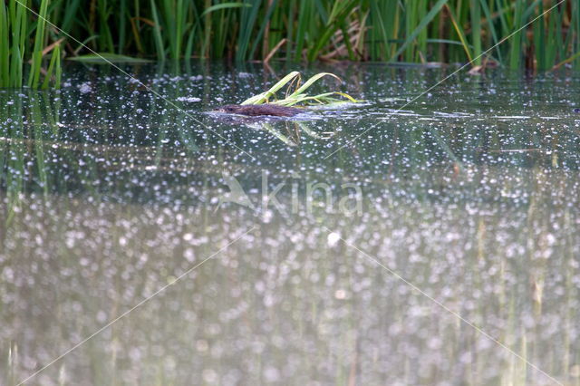 Muskrat (Ondatra zibethicus)