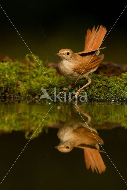 Common Nightingale (Luscinia megarhynchos)