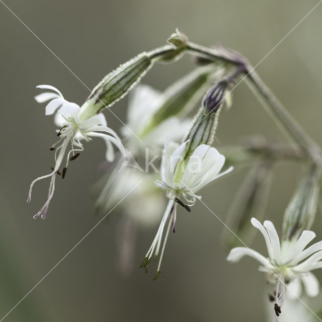 Nottingham Catchfly (Silene nutans)