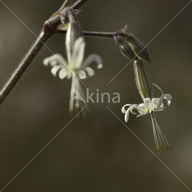 Nachtsilene (Silene nutans)