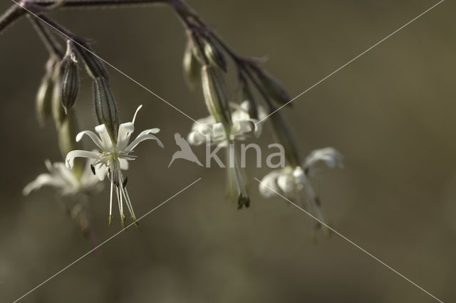 Nottingham Catchfly (Silene nutans)