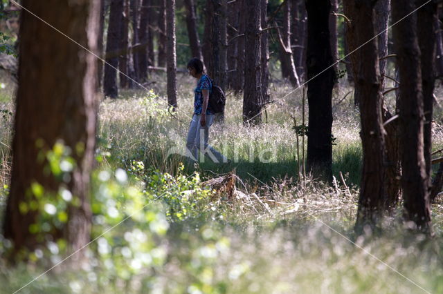 Nationaal Park De Hoge Veluwe