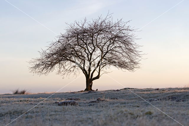 Nationaal Park Dwingelderveld