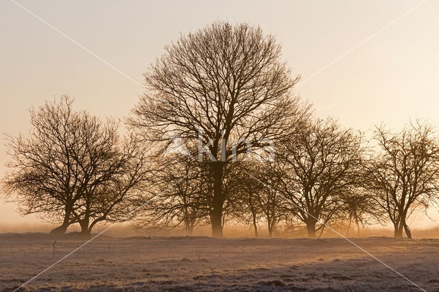 Nationaal Park Dwingelderveld