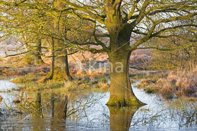 Nationaal Park Dwingelderveld