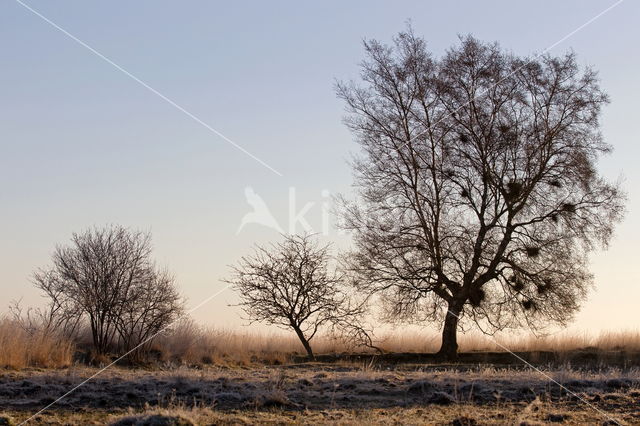 Nationaal Park Dwingelderveld