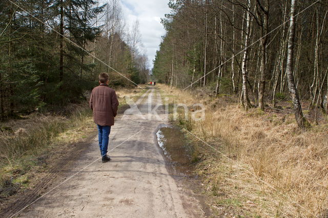 National Park Dwingelderveld