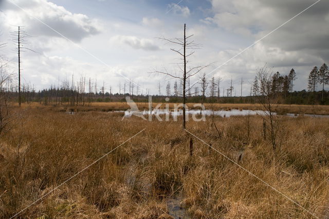 Nationaal Park Dwingelderveld