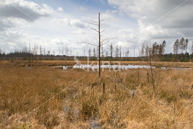 Nationaal Park Dwingelderveld