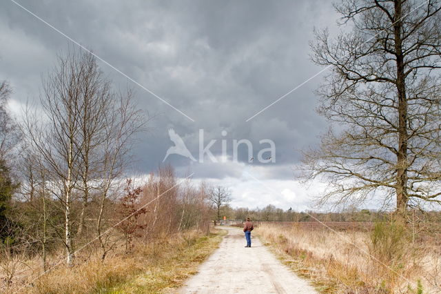 Nationaal Park Dwingelderveld