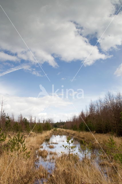 National Park Dwingelderveld