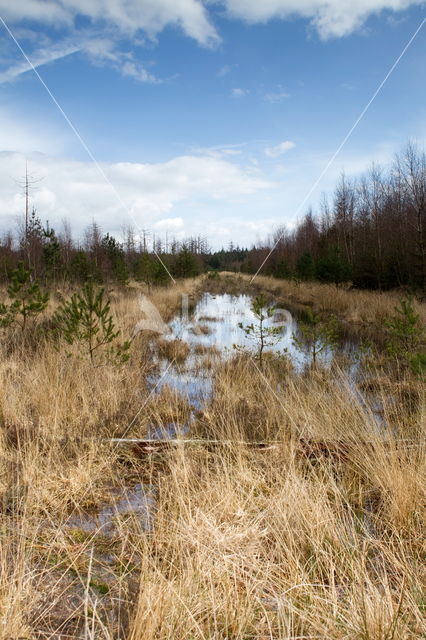 Nationaal Park Dwingelderveld