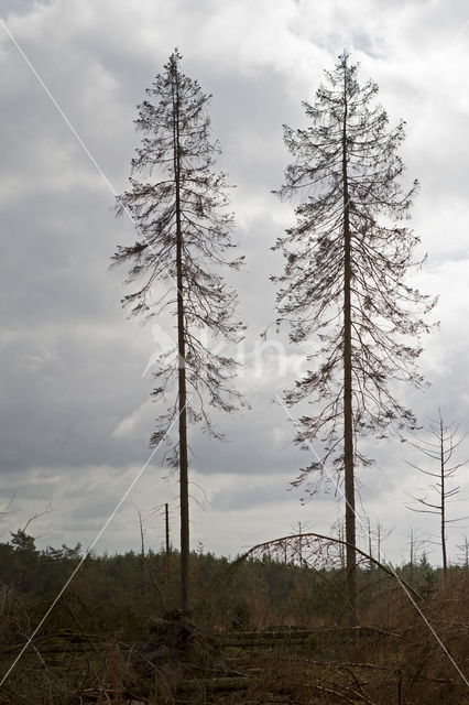 Nationaal Park Dwingelderveld