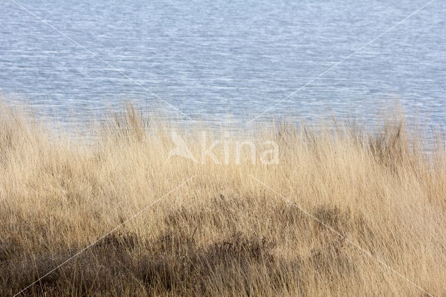 National Park Dwingelderveld