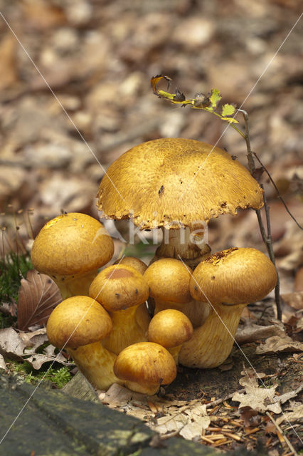 Oranjegele gordijnzwam (Cortinarius callisteus)