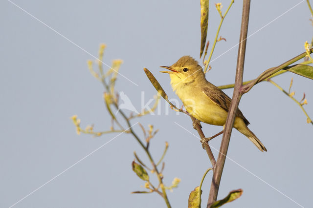 Melodious Warbler (Hippolais polyglotta)