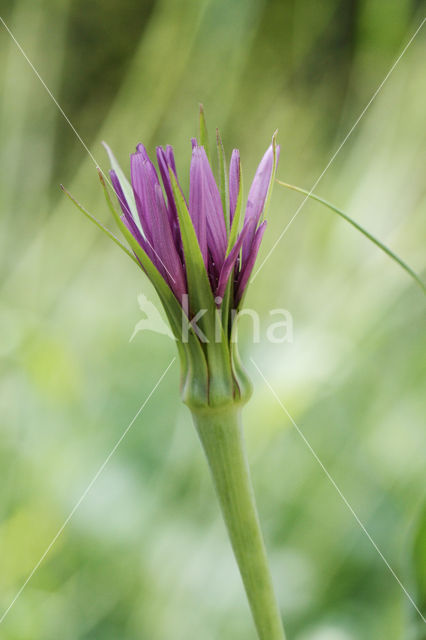 Paarse morgenster (Tragopogon porrifolius)