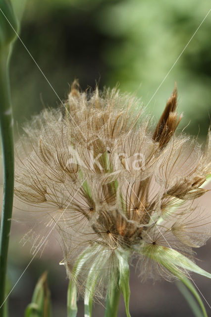 Paarse morgenster (Tragopogon porrifolius)