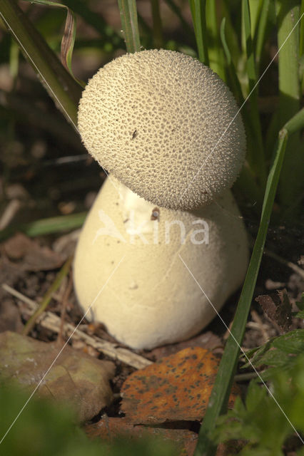 Parelstuifzwam (Lycoperdon perlatum)