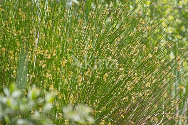 Pitrus (Juncus effusus)